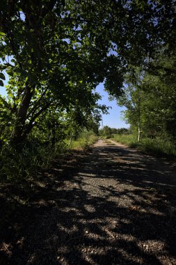 Açık bir yaz gününde dar bir kırsal yolda kavis çizen ve gölge düşüren ağaçlar