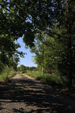 Açık bir yaz gününde dar bir kırsal yolda kavis çizen ve gölge düşüren ağaçlar