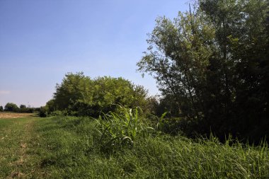 İtalya kırsalında bir yaz günü, ekilmiş mısır tarlasının yanında bitkilerle çevrili otlar.