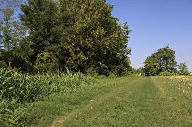 İtalya kırsalında bir yaz günü, ekilmiş mısır tarlasının yanında bitkilerle çevrili otlar.