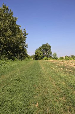 İtalya kırsalında bir yaz günü, ekilmiş mısır tarlasının yanında bitkilerle çevrili otlar.