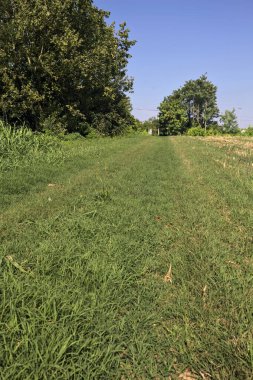 İtalya kırsalında bir yaz günü, ekilmiş mısır tarlasının yanında bitkilerle çevrili otlar.