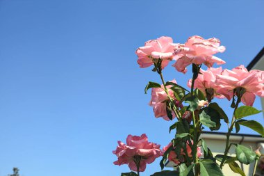 Arkaplan olarak berrak mavi gökyüzü ile çiçek açan pembe güllerin dalı