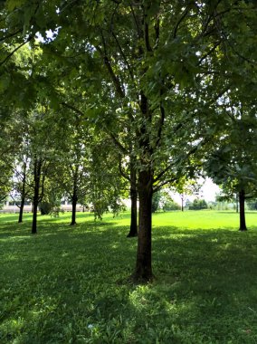 Yazın kırsal bir yolun kenarındaki bir parktaki çimenlikte bir grup ağaç.