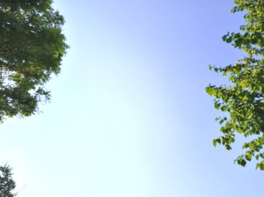 Ağaç tepeleri tarafından çerçevelenmiş berrak gün batımı gökyüzü