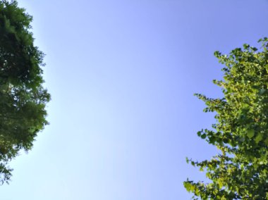 Ağaç tepeleri tarafından çerçevelenmiş berrak gün batımı gökyüzü