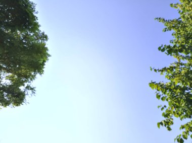 Ağaç tepeleri tarafından çerçevelenmiş berrak gün batımı gökyüzü