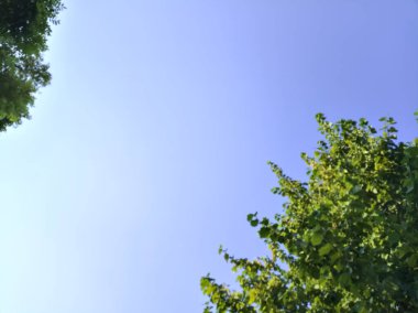 Ağaç tepeleri tarafından çerçevelenmiş berrak gün batımı gökyüzü