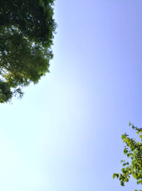 Ağaç tepeleri tarafından çerçevelenmiş berrak gün batımı gökyüzü