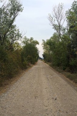 İtalya 'da yağmur yağmadan önce bulutlu bir günde ağaçlarla çevrili toprak yol.