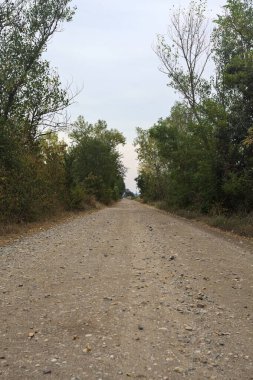 İtalya 'da yağmur yağmadan önce bulutlu bir günde ağaçlarla çevrili toprak yol.