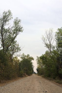 İtalya 'da yağmur yağmadan önce bulutlu bir günde ağaçlarla çevrili toprak yol.