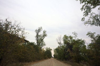 İtalya 'da yağmur yağmadan önce bulutlu bir günde terk edilmiş bir fabrikanın yanındaki ağaçlarla çevrili toprak yol.