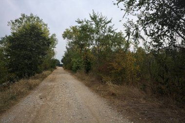 İtalya 'da yağmur yağmadan önce bulutlu bir günde ağaçlarla çevrili toprak yol.