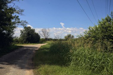 Güneşli bir günde, bir mısır tarlasının ve sulama kanalıyla çevrili bir koruluğun yanında yıpranmış kır yolu.