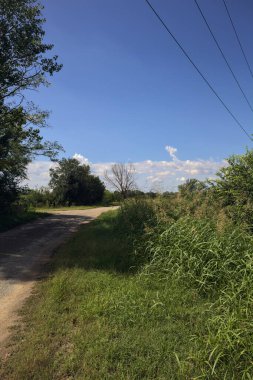 Güneşli bir günde, bir mısır tarlasının ve sulama kanalıyla çevrili bir koruluğun yanında yıpranmış kır yolu.