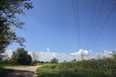 Güneşli bir günde, bir mısır tarlasının ve sulama kanalıyla çevrili bir koruluğun yanında yıpranmış kır yolu.