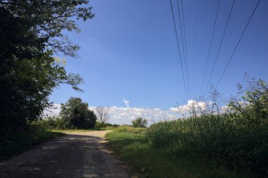 Güneşli bir günde, bir mısır tarlasının ve sulama kanalıyla çevrili bir koruluğun yanında yıpranmış kır yolu.