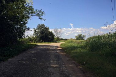 Güneşli bir günde, bir mısır tarlasının ve sulama kanalıyla çevrili bir koruluğun yanında yıpranmış kır yolu.