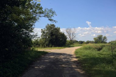 Güneşli bir günde, bir mısır tarlasının ve sulama kanalıyla çevrili bir koruluğun yanında yıpranmış kır yolu.