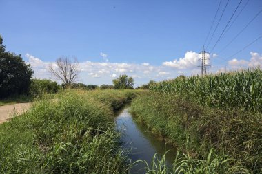 Güneşli bir günde, bir mısır tarlasının ve sulama kanalıyla çevrili bir koruluğun yanında yıpranmış kır yolu.