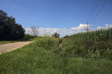 Güneşli bir günde, bir mısır tarlasının ve sulama kanalıyla çevrili bir koruluğun yanında yıpranmış kır yolu.