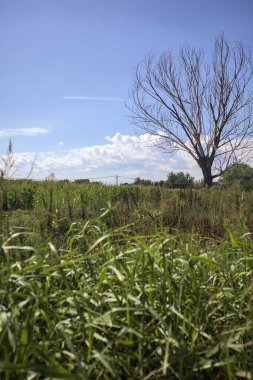 İtalya kırsalında güneşli bir günde çimen ve mısır tarlası arasındaki bir yolda çayırın ortasında yanmış bir ağaç.