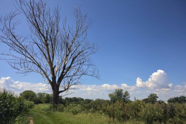 İtalya kırsalında güneşli bir günde çimen ve mısır tarlası arasındaki bir yolda çayırın ortasında yanmış bir ağaç.
