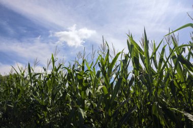 Güneşli bir günde İtalya kırsalında bulutlu mısır tarlası