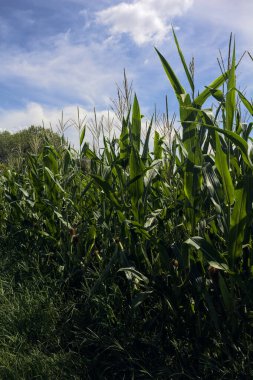 Güneşli bir günde İtalya kırsalında bulutlu mısır tarlası