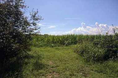 İtalya kırsalında güneşli bir günde bir mısır tarlasının girişinde çimen yolu