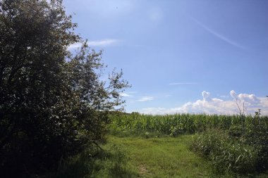 İtalya kırsalında güneşli bir günde bir mısır tarlasının girişinde çimen yolu