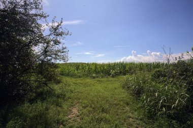İtalya kırsalında güneşli bir günde bir mısır tarlasının girişinde çimen yolu