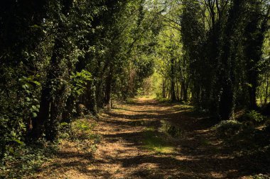 İtalya kırsalında güneşli bir günde korulukta su birikintileri olan karanlık bir yol.