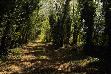 İtalya kırsalında güneşli bir günde korulukta su birikintileri olan karanlık bir yol.