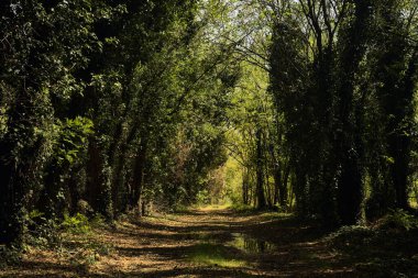 İtalya kırsalında güneşli bir günde korulukta su birikintileri olan karanlık bir yol.