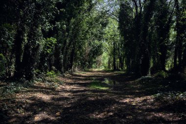 İtalya kırsalında güneşli bir günde korulukta su birikintileri olan karanlık bir yol.