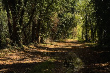 İtalya kırsalında güneşli bir günde korulukta su birikintileri olan karanlık bir yol.