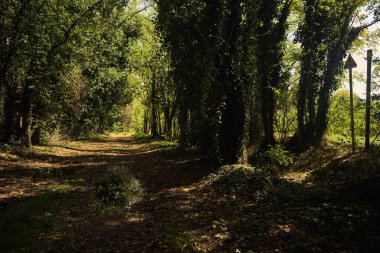 İtalya kırsalında güneşli bir günde korulukta su birikintileri olan karanlık bir yol.