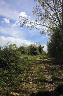 Güneşli bir günde, üzerinde bir kemer ağacı olan İtalya kırsalındaki parkta yol.