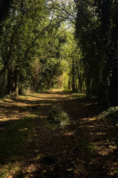 Shady path with puddles in a grove on a sunny day in the italian countryside