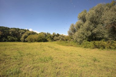 Güneşli bir günde, İtalya 'nın kırsal kesimlerinde bulutlarla dolu bir ormanı temizliyorum.