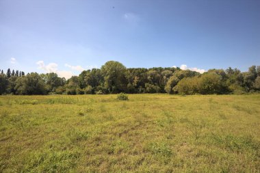 Güneşli bir günde, İtalya 'nın kırsal kesimlerinde bulutlarla dolu bir ormanı temizliyorum.
