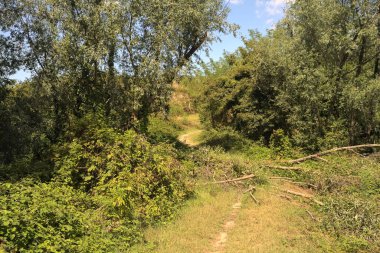 İtalya kırsalında güneşli bir günde bir korulukta yol