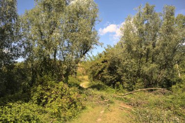 İtalya kırsalında güneşli bir günde bir korulukta yol