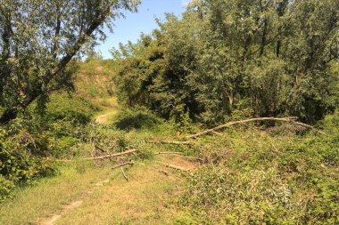 İtalya kırsalında güneşli bir günde bir korulukta yol