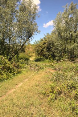 İtalya kırsalında güneşli bir günde bir korulukta yol