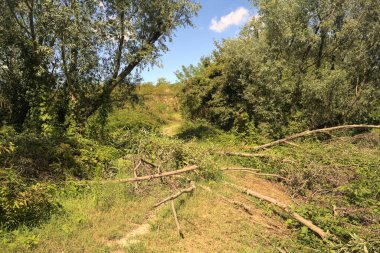 İtalya kırsalında güneşli bir günde bir korulukta yol