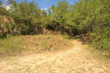 İtalya kırsalında güneşli bir günde bir korulukta yol