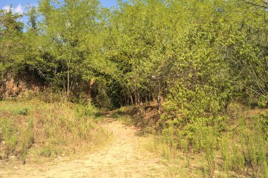 İtalya kırsalında güneşli bir günde bir korulukta yol